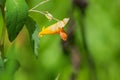 Common Jewelweed Ã¢â¬â Impatiens capensis